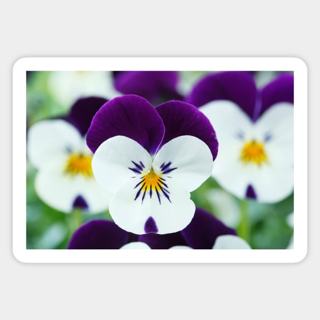 Viola  Rocky White with Purple Wings  Rocky series Sticker by chrisburrows